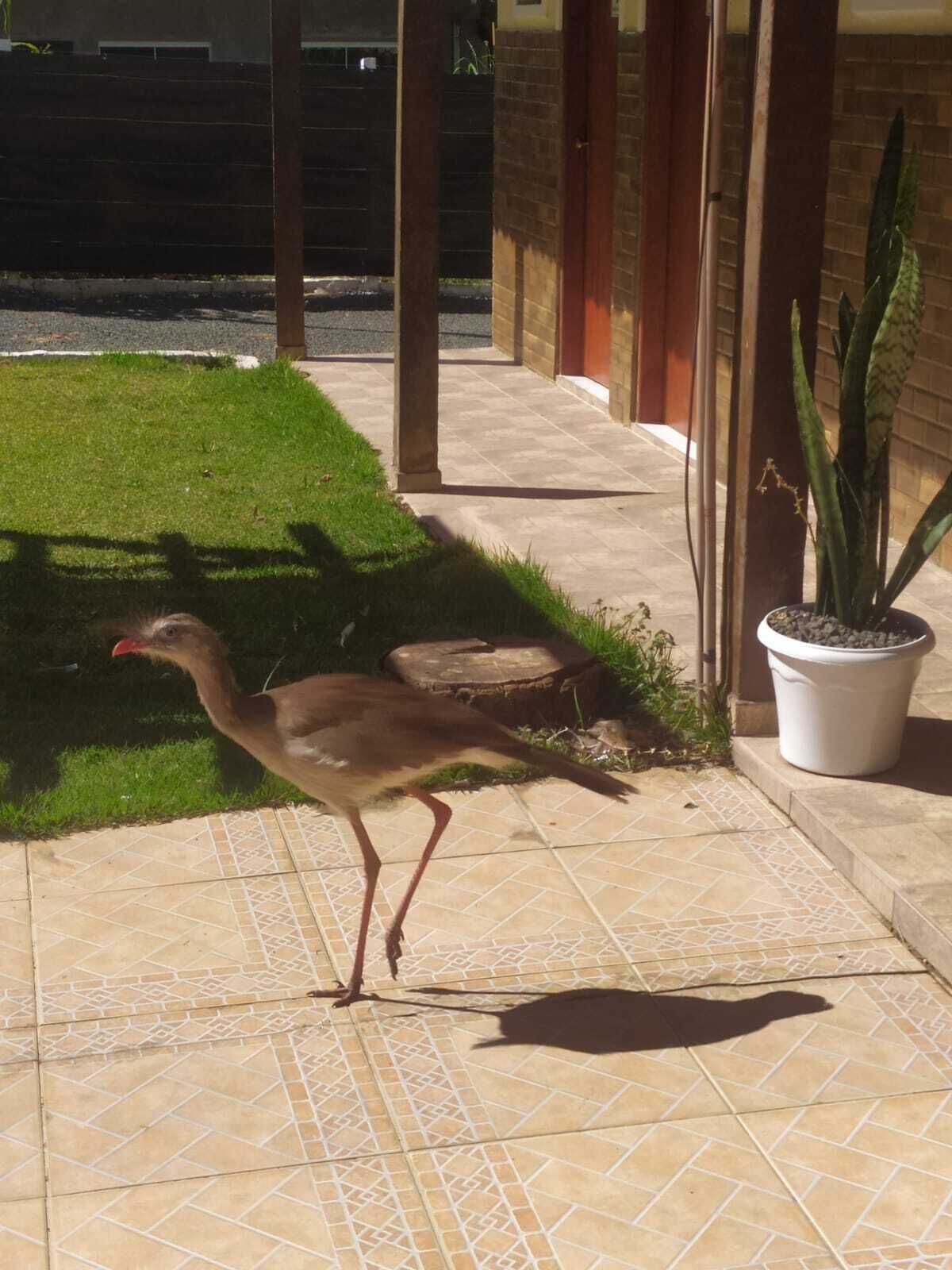 A bird walking on a tiled patio with a grassy area and a potted plant.