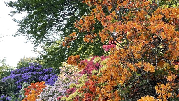 A garden with a variety of colorful flowers and a gravel path. - Parkhuset  (Hadsund)