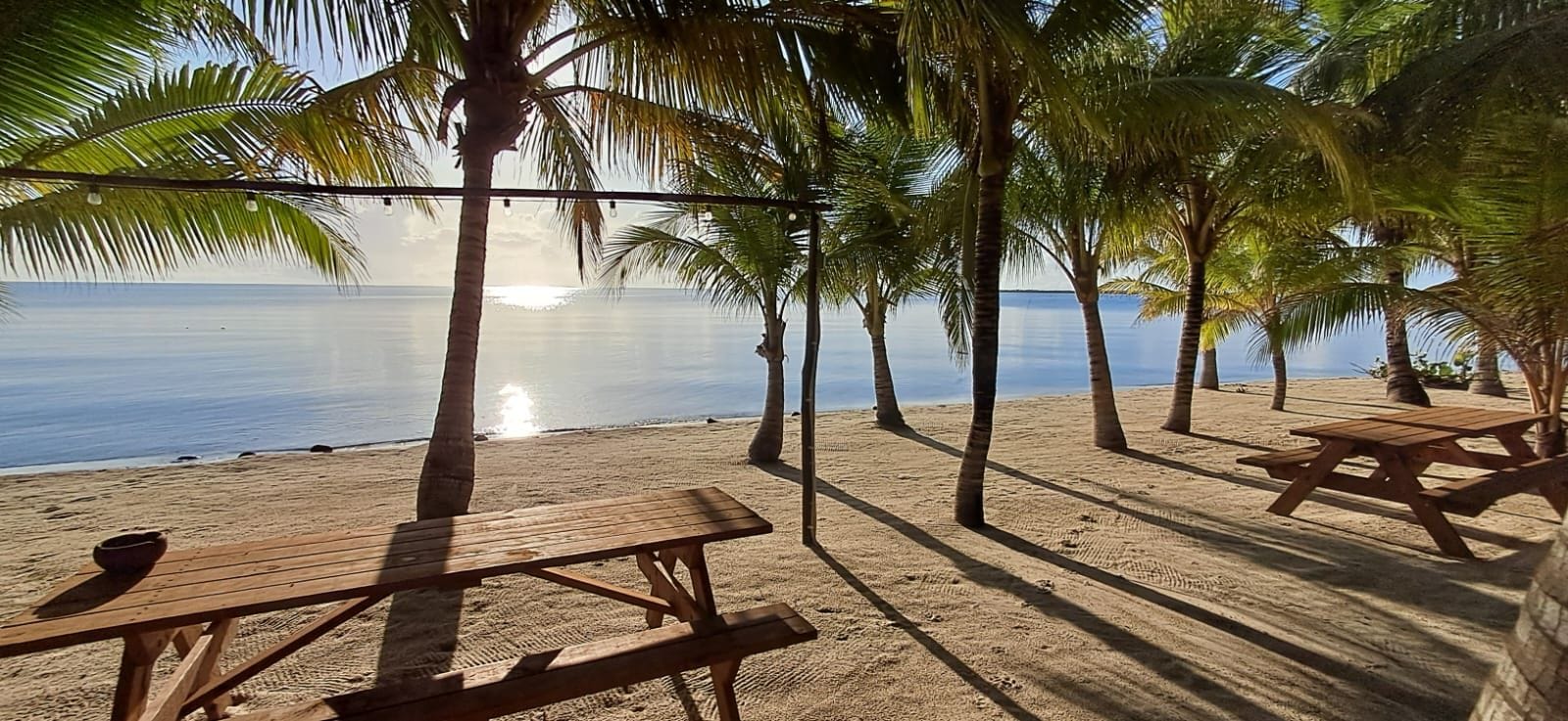 A beach with wooden picnic tables and palm trees, overlooking a calm sea.