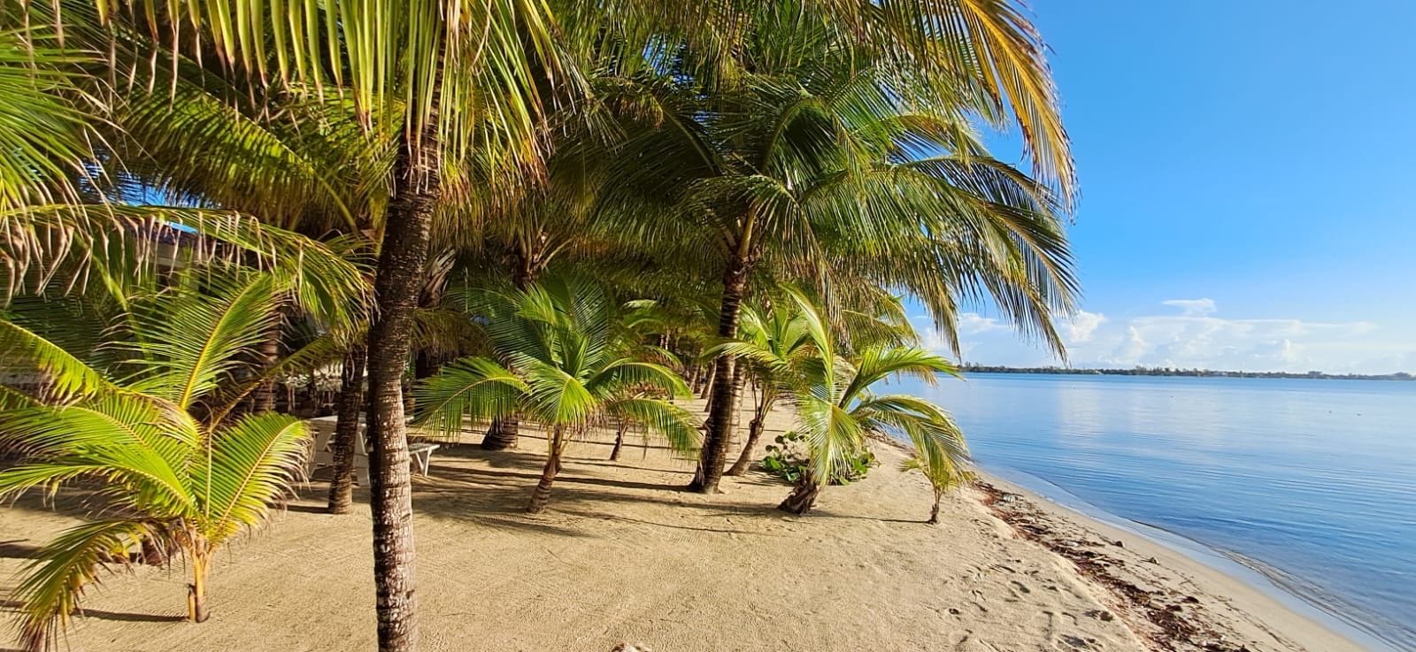 Une plage bordée de palmiers et aux eaux calmes.