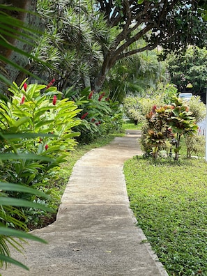 A concrete pathway flanked by lush greenery and various plants.
