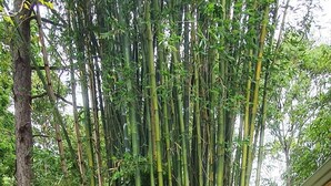 Un jardín con plantas de bambú, una cerca de madera y un césped.