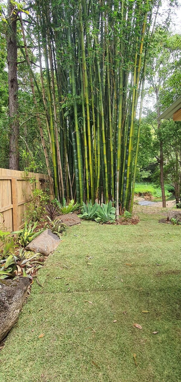 Un jardín con plantas de bambú, una cerca de madera y un césped.