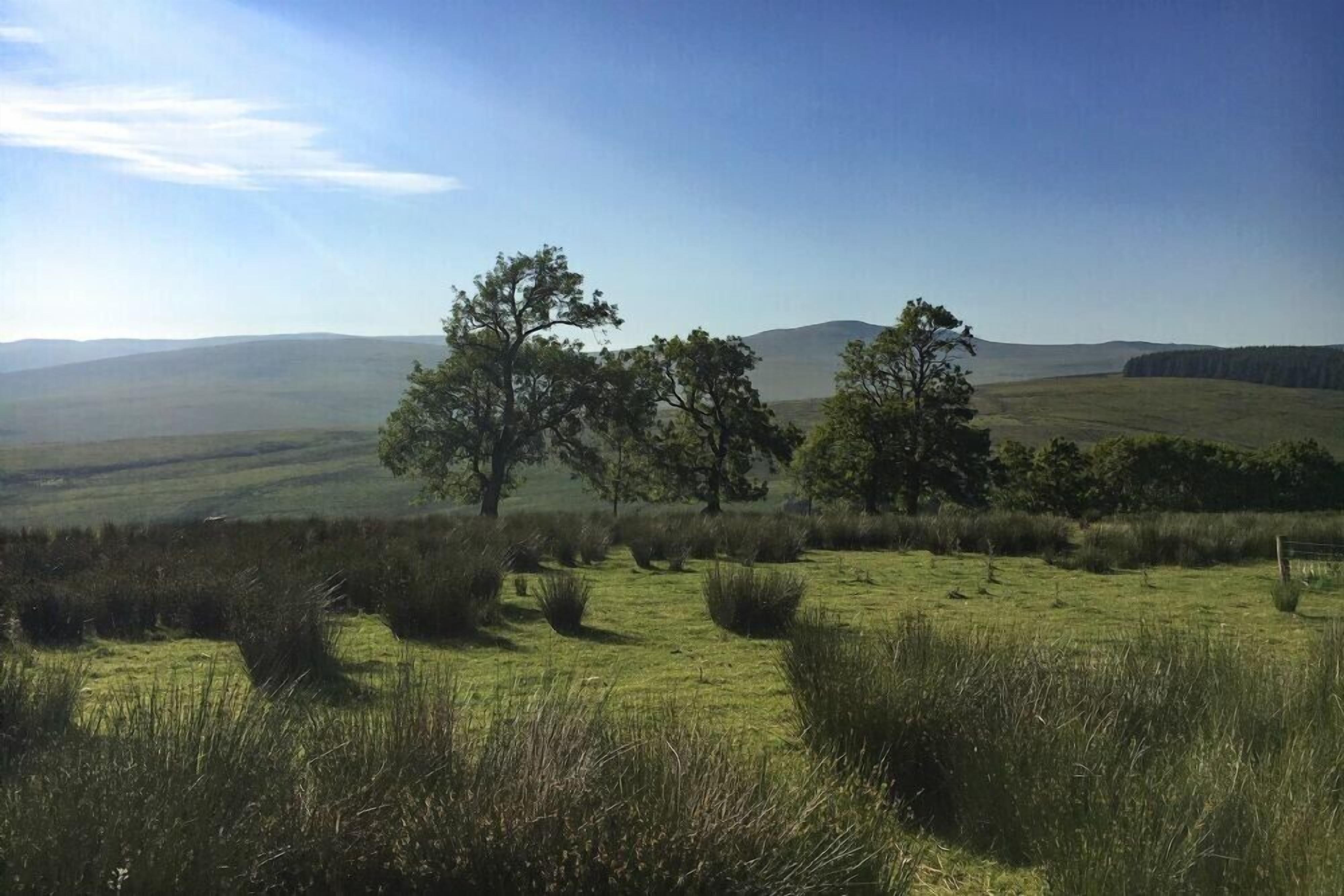 A grassy field with trees and distant hills.