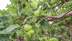 A tree with green apples hanging from its branches. - Manor Cottage (Alnwick)