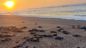 A beach with turtles on the sand and the sun setting in the background. - Hotel EbenEzer El Paredon (Sipacate)