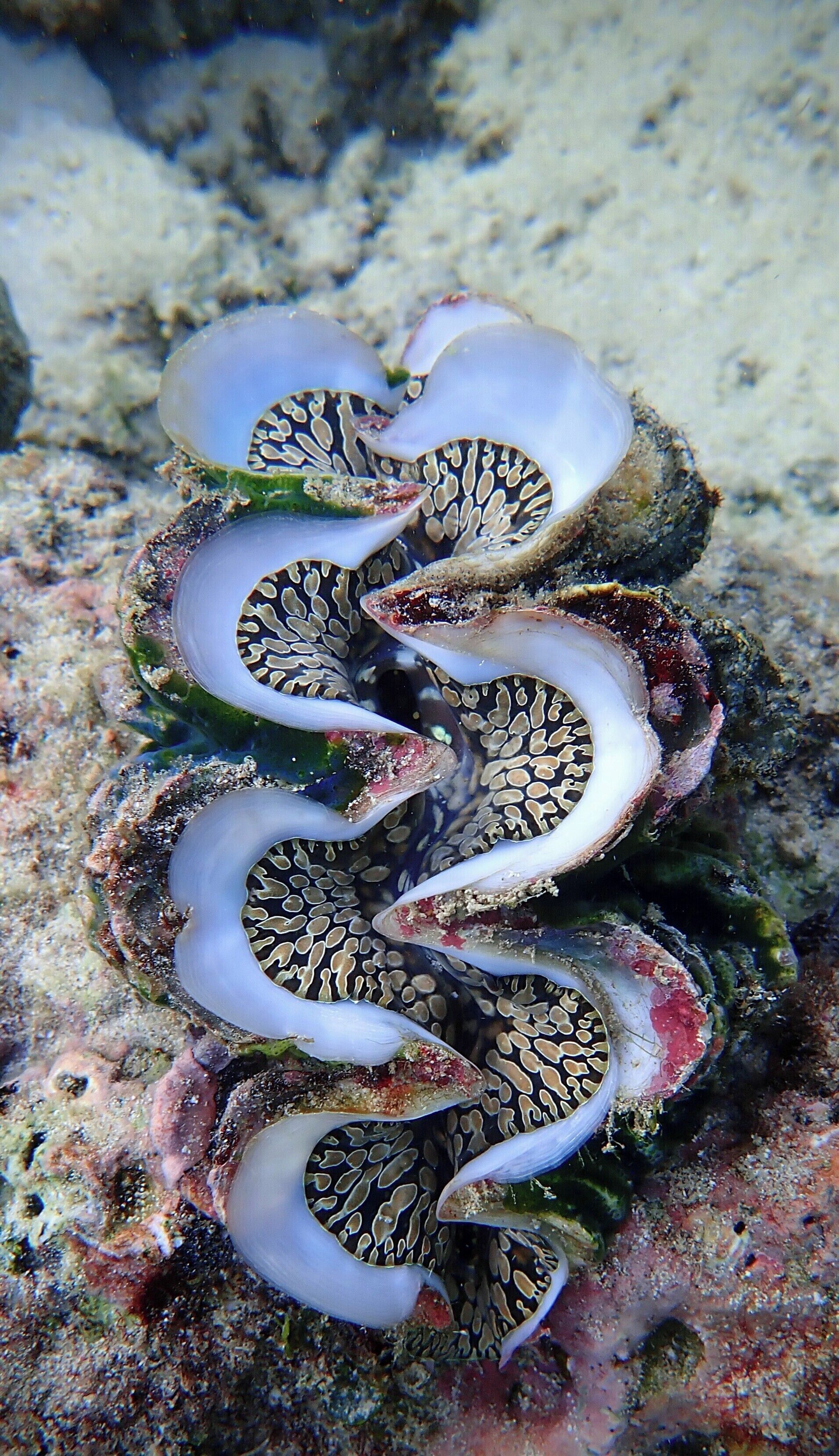 A sea anemone with a spiral pattern on its tentacles, attached to a rocky surface.