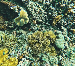 A coral reef with various types of corals and marine life. - Coralview Island Resort (Tavewa Island)