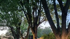 Une route sinueuse bordée de grands arbres et d’un mur de pierres.