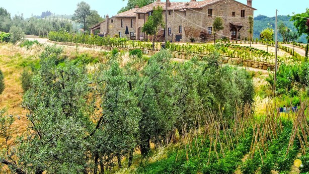 A stone building with multiple windows and a tiled roof, surrounded by olive trees and a vineyard. - Baccelli by Interhome (Montaione)