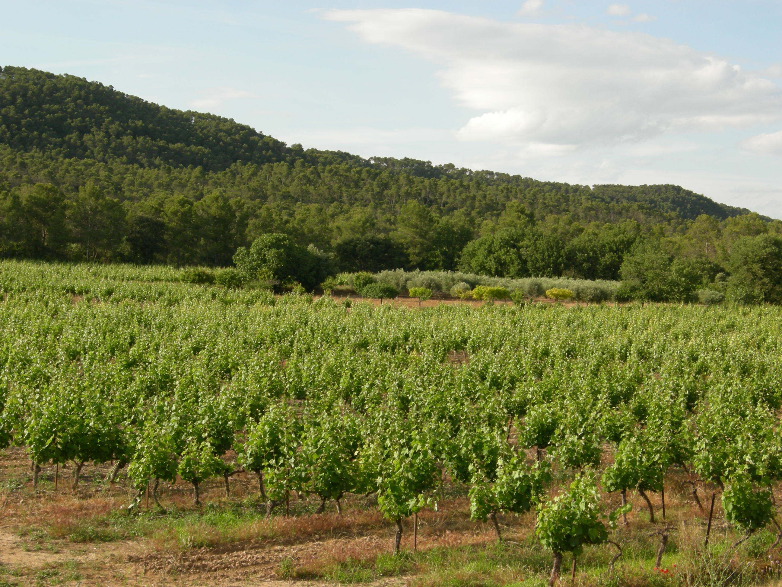 A vineyard with rows of grapevines and a forested hill in the background.