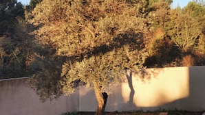 Un árbol con follaje escaso en un patio.
