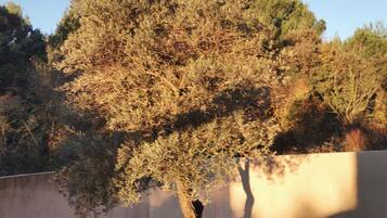 Àrea exterior de l'allotjament