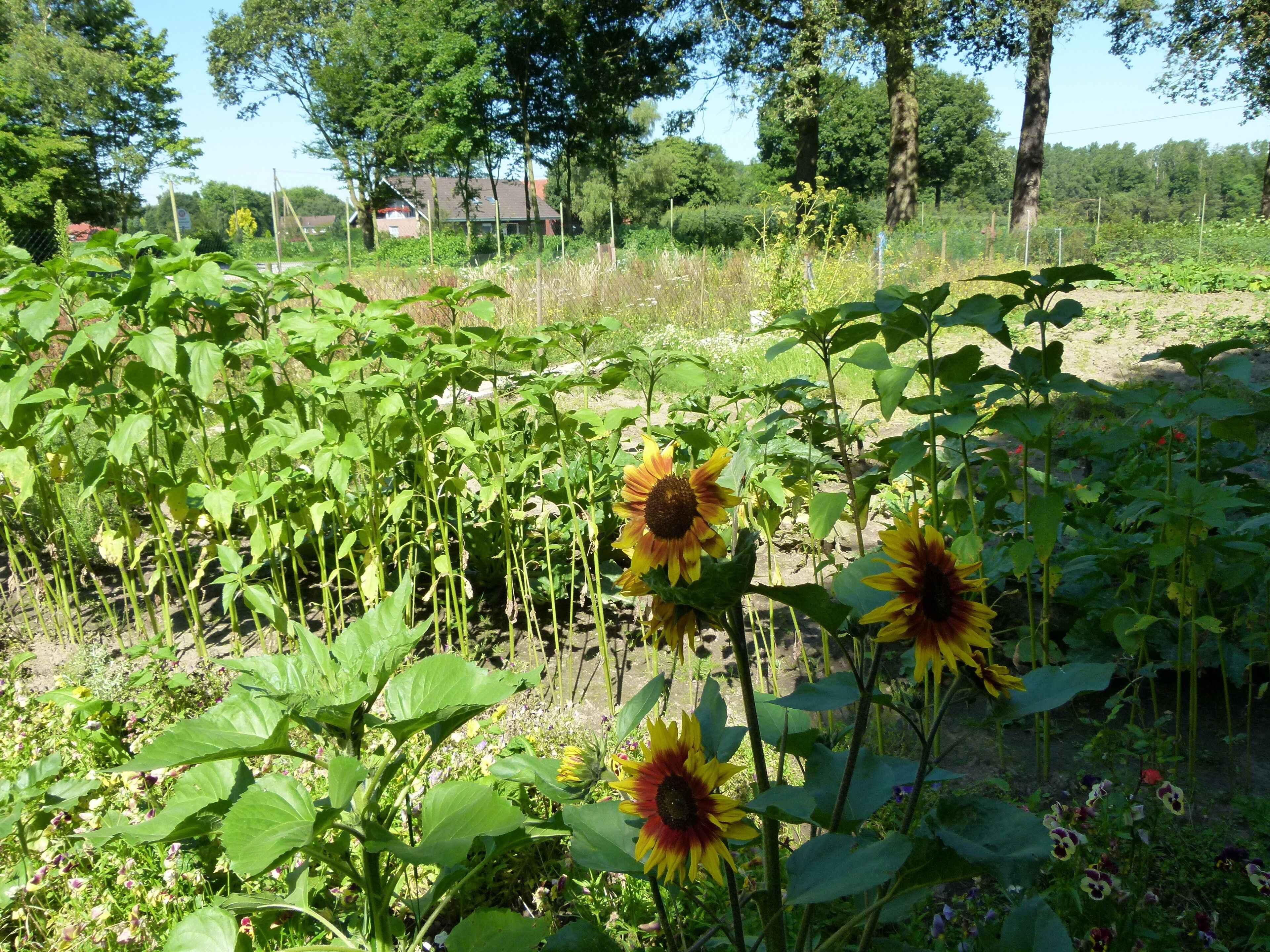 A garden with sunflowers and various plants.