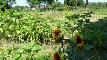 A garden with sunflowers and various plants.