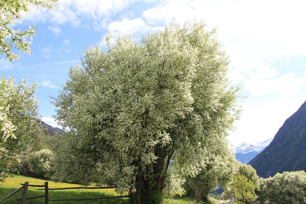 Un sendero bordeado de árboles con montañas al fondo.