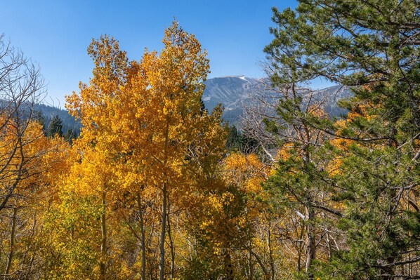 A mountainous landscape with autumn foliage and coniferous trees. - View of the Creek and Mountain | Shuttle (Mammoth Lakes)