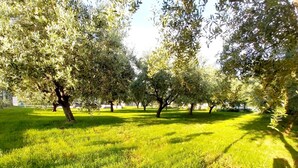 A park with rows of trees and a well-maintained lawn. - Hacienda Matea- pool, olive grove, fully fenced, children's playground, barbecue (Pula)