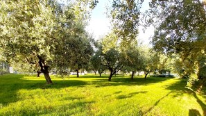 Property grounds - Hacienda Matea- pool, olive grove, fully fenced, children's playground, barbecue (Pula)