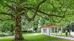 A park with a large tree, a covered pavilion, and a pathway.