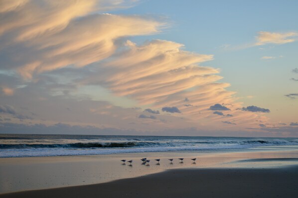 Een strand met golven en vogels.