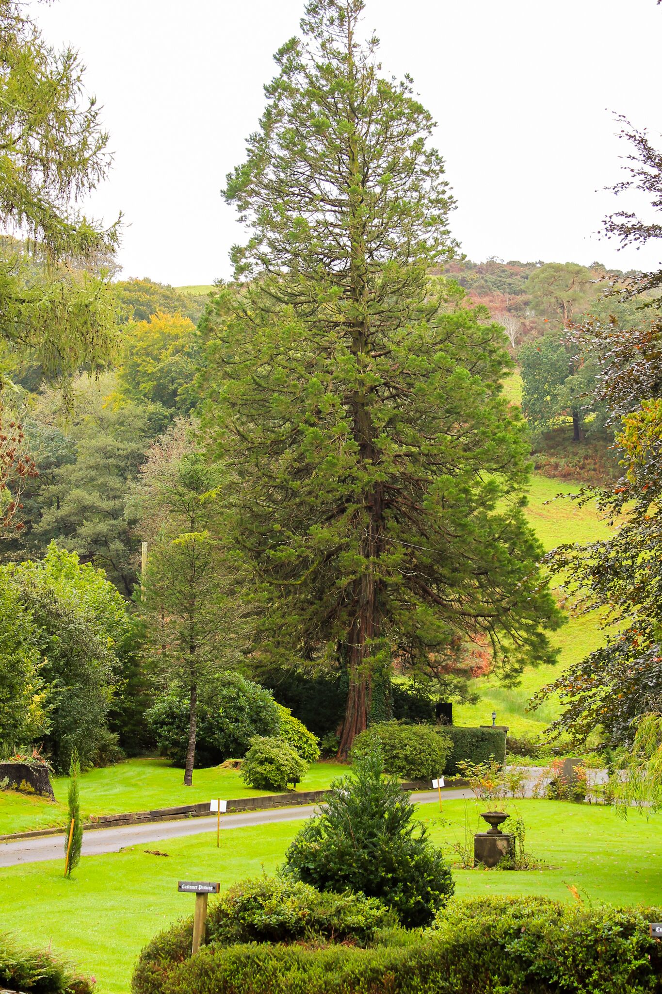 A lush garden with a large tree, a signpost, and a stone structure.