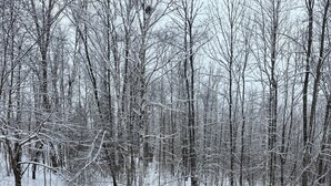 A wooden deck surrounded by snow-covered trees.