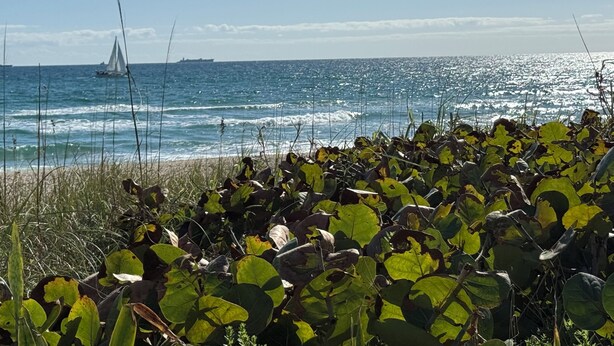 A beach with ocean waves, a sailboat, and dense foliage in the foreground.
