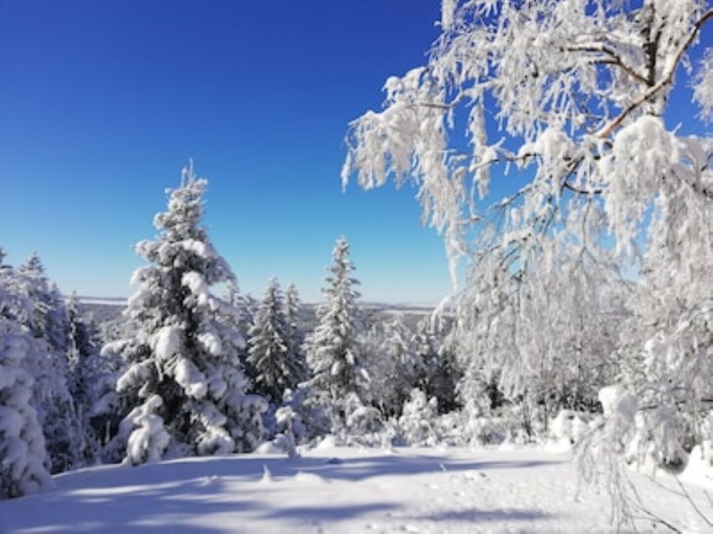 A snowy landscape with snow-covered trees and a clear blue sky.