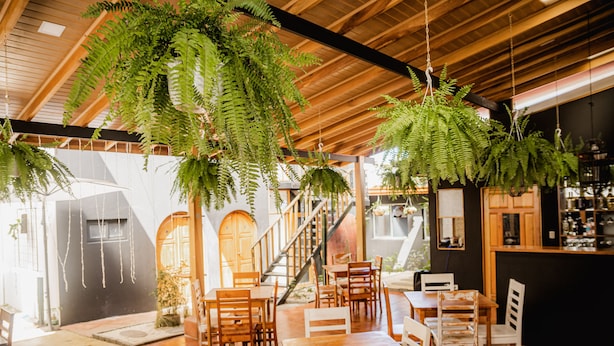 A restaurant with wooden tables and chairs, hanging ferns, and a staircase leading to an upper level. - Luz De Luna Hotel Barrio Escalante (San José)