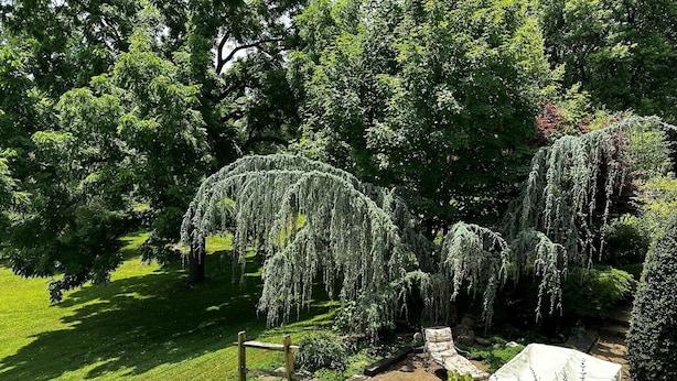 Ein Garten mit Bäumen und einer Terrasse, komplett mit Tisch und Stühlen.