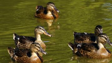 A group of ducks swimming in a body of water.