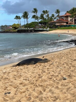 On the beach - Marriott Vacation Club Waohai - 2BR/2BA, Sleeps 8, Oceanfront Resort/Island View (Koloa)