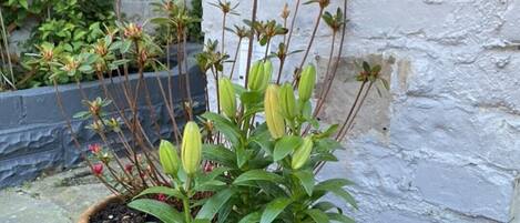 Trois plantes en pot, dans des pots en terre cuite et bleus, sont disposées sur une surface en béton, adossées à un mur blanc.