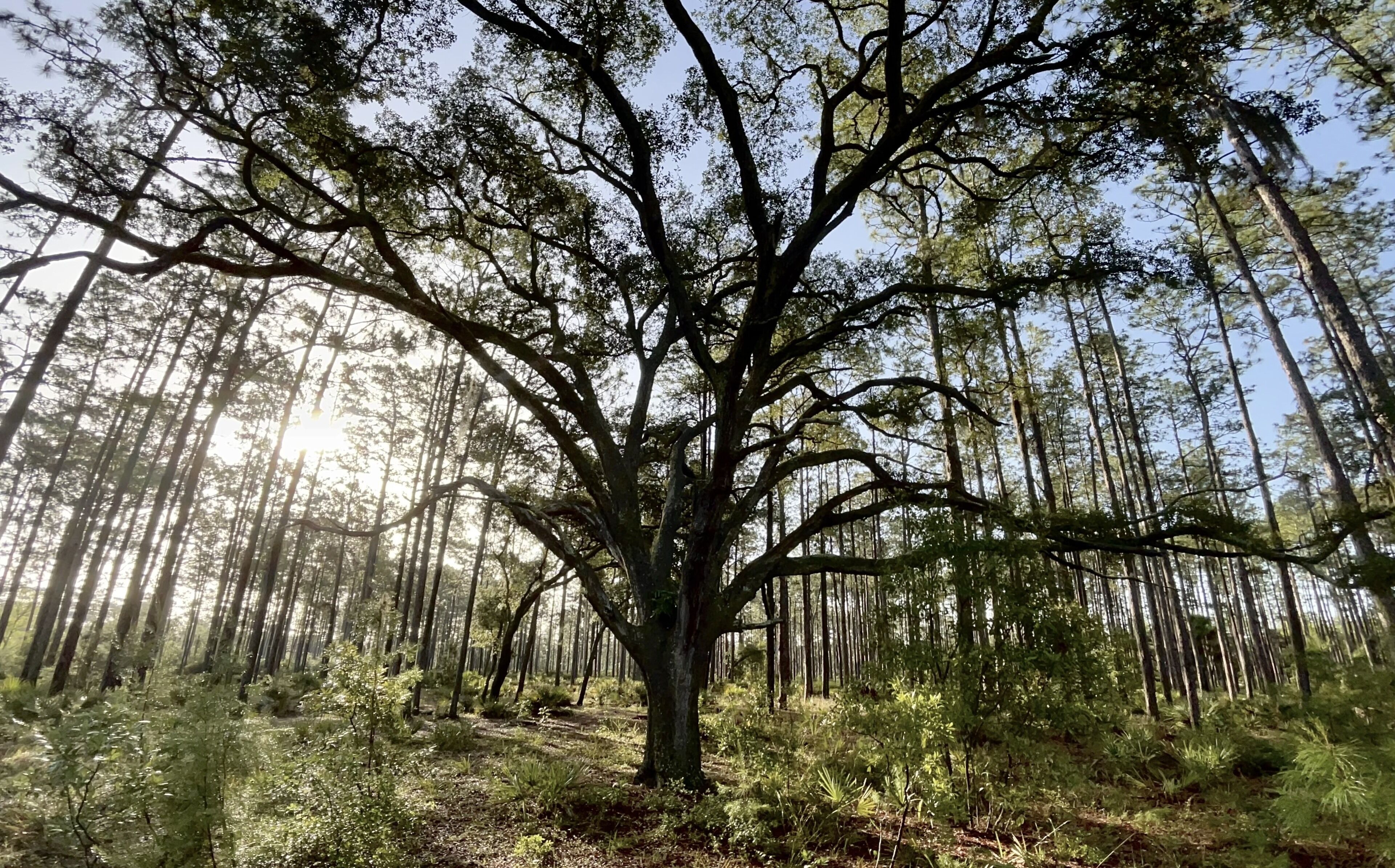 Uma floresta com uma grande árvore ao centro.
