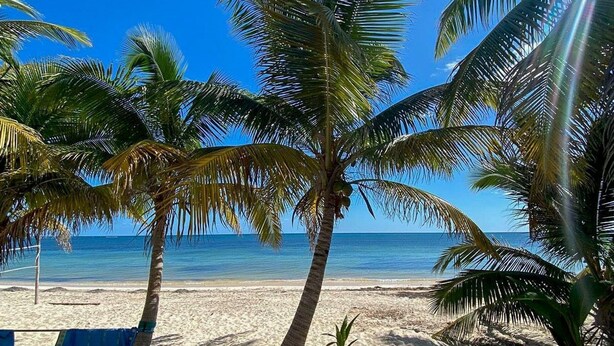Uma praia com palmeiras e um céu azul límpido.