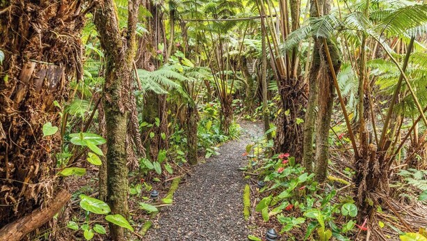 A forest path surrounded by dense vegetation and trees. - Tree House in Volcano Rainforest with a Hot Tub (Volcano)