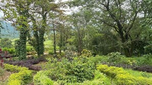 Um jardim com diversas plantas e árvores.