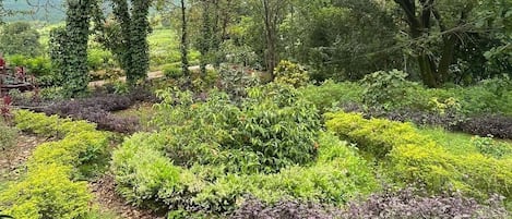 Garden view
