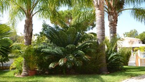 Un jardín con palmeras y una planta en maceta.