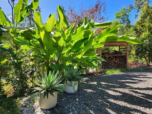 Property grounds - Eco House with private pond & forest. Noosa Hinterland Retreat (Doonan)