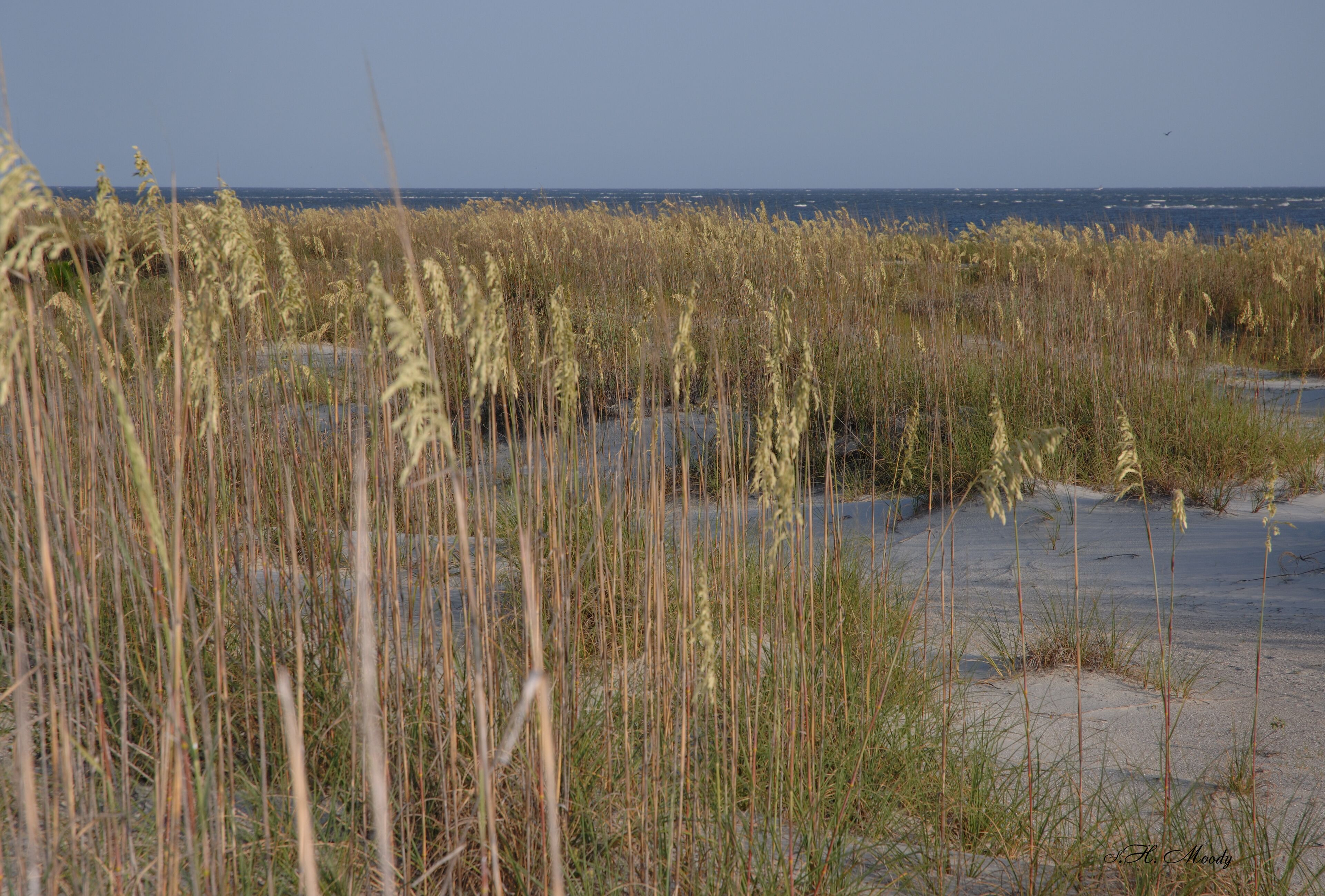 A coastal landscape with tall grasses and a sandy beach.