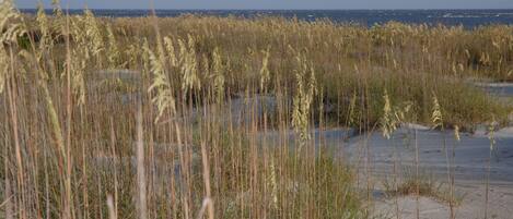 A coastal landscape with tall grasses and a sandy beach.