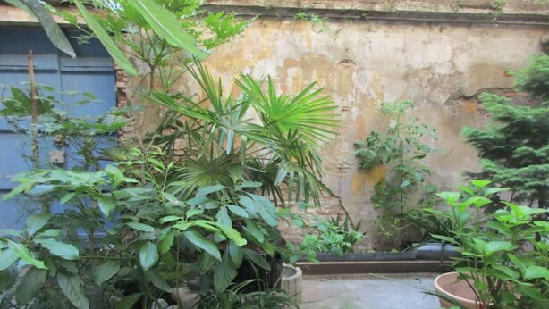 A courtyard with various potted plants and a concrete floor. - Nice 2 rooms in the center of town, close to the Garonne river (Toulouse)