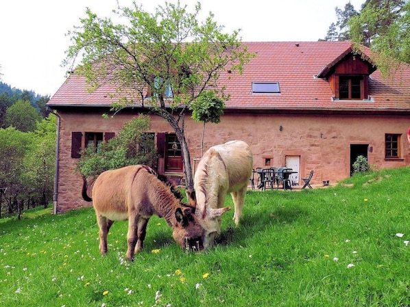A rustic stone building with a red-tiled roof, a small balcony, and a dining area visible through the windows. - Old freestone farm built in 1880 in the middle of Alsace and nature (Fouchy)
