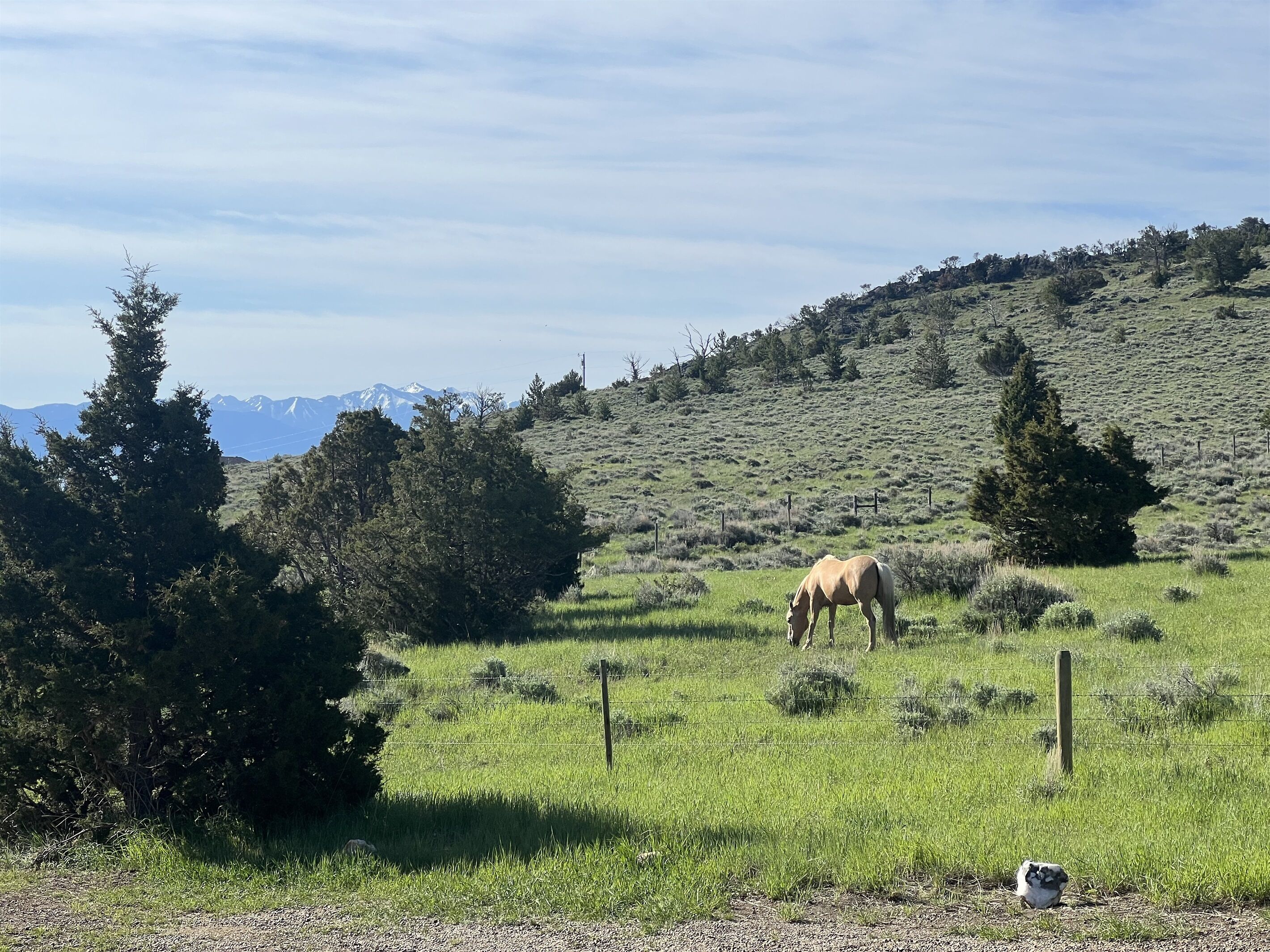 A horse grazing in a grassy field with a mountain range in the background.