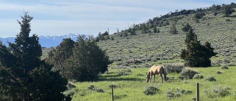 A horse grazing in a grassy field with a mountain range in the background.