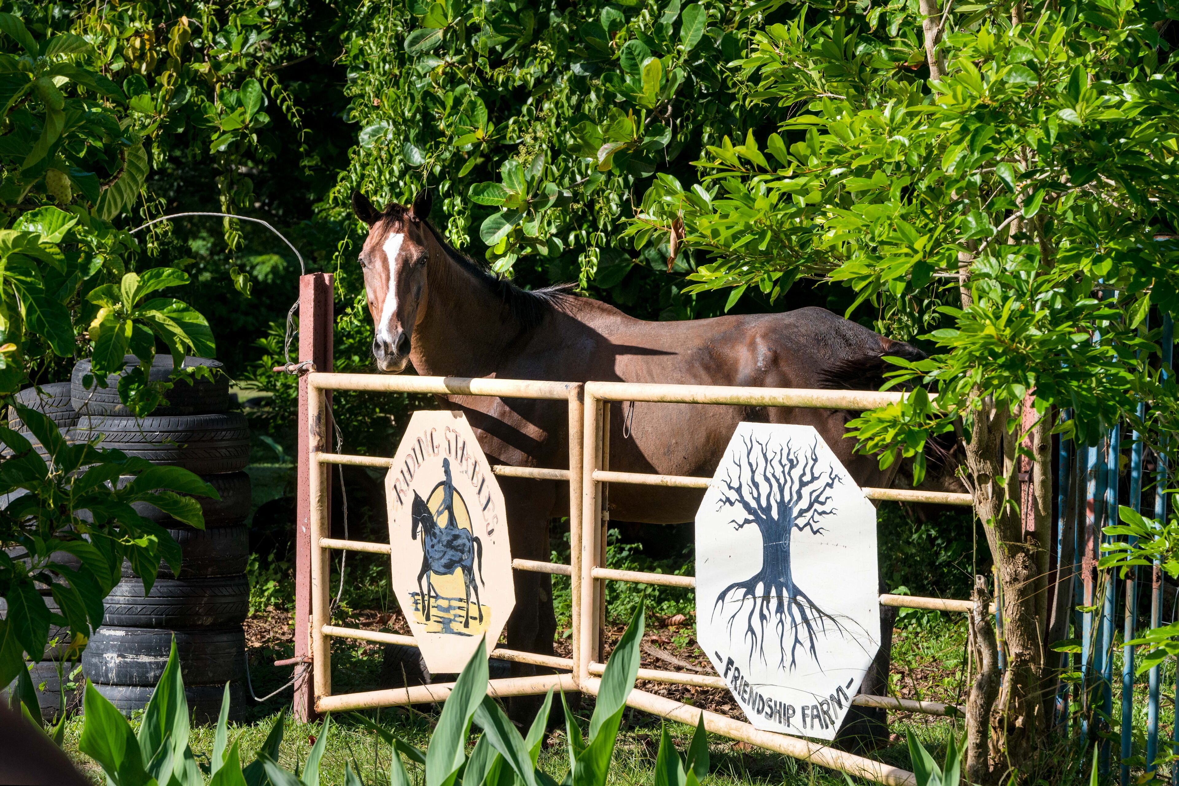A horse behind a wooden fence with signs reading "Horse Riding Studios" and "Friendship Farm."