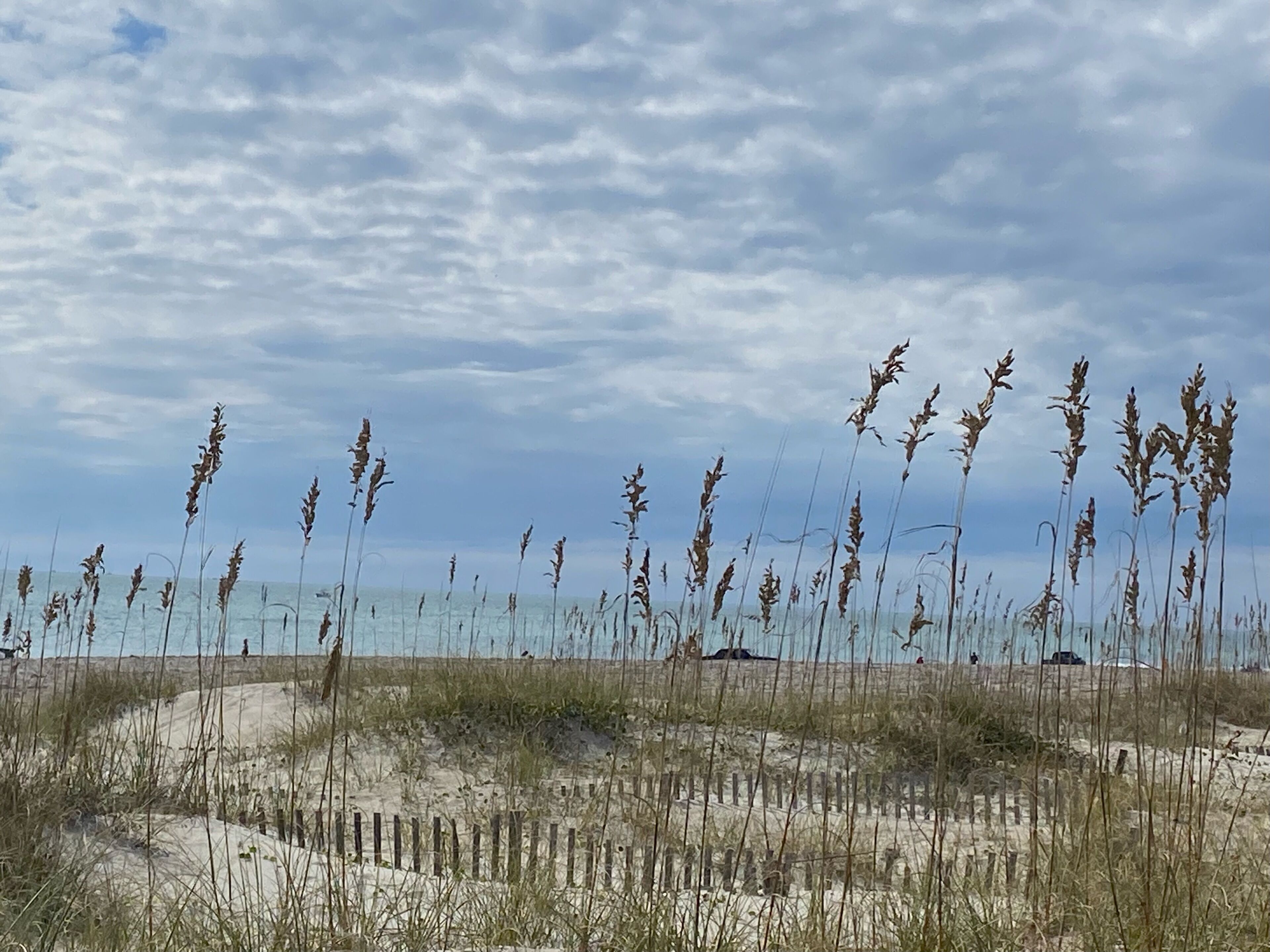 Une plage avec des dunes de sable et de hautes herbes.