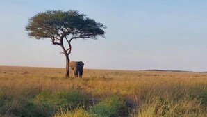 A savanna landscape with a single acacia tree and an elephant.